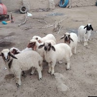 طليان • ٦ قطع • سعر مناسب