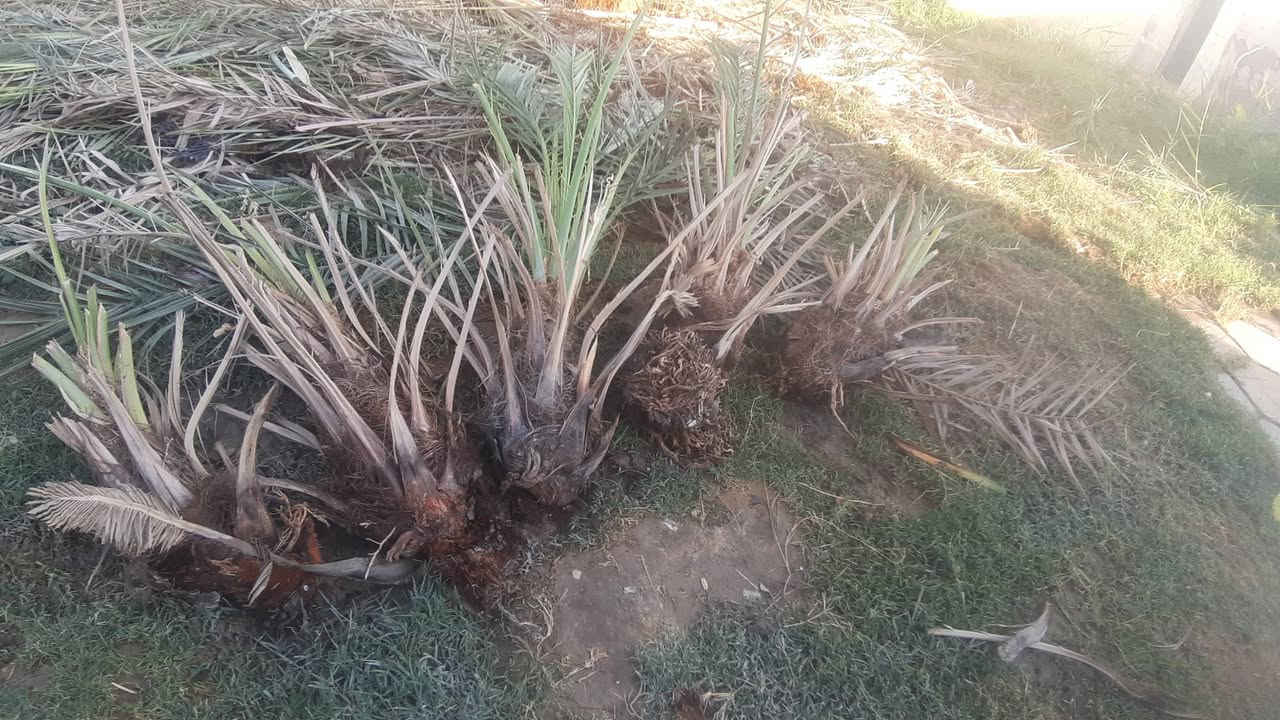 فسائل نخل شويثي لبيع اتصل على رقم الهاتف ***********
