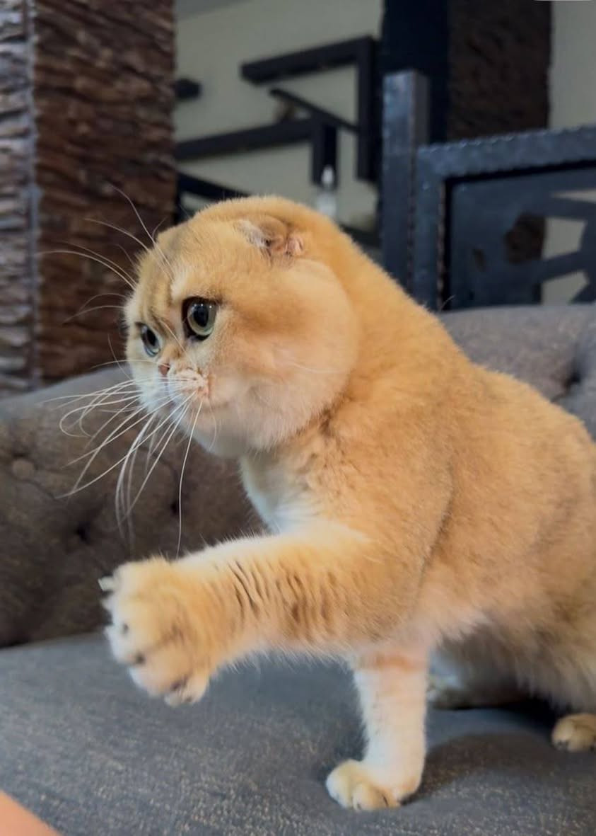هل حلو😻جاهز لبيته الجديد😻
تفاصيل اكثر خاص 💌🦋


**إذا كنت صاحب هذا الإعلان وتريد حذفه لأي سبب، رجاءا أرسل رسالة إلى الدعم الفني**