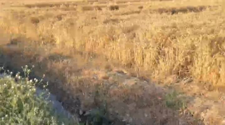 السلام عليكم ارض زراعيه مساحه ٢٠ دونم طابو سند ٢٥ تربه جيده جدا كهرباء وتبليط تبعد الارض ٥٠ متر وعن دجله اقل من كيلو نهر سقي خاص ١٠ دوانم منها بستان زراعه جديد مع حمضيات و١٠ دوانم مزروعه حنطه وجه الارض ١٠٥ متر تبعد عن مركز المدينه ٥ دقايق المكان الصويره طريق كصيبه سعر الدونم ١٨ مليون وبيها مجال *********** تباع حسب الطلب
