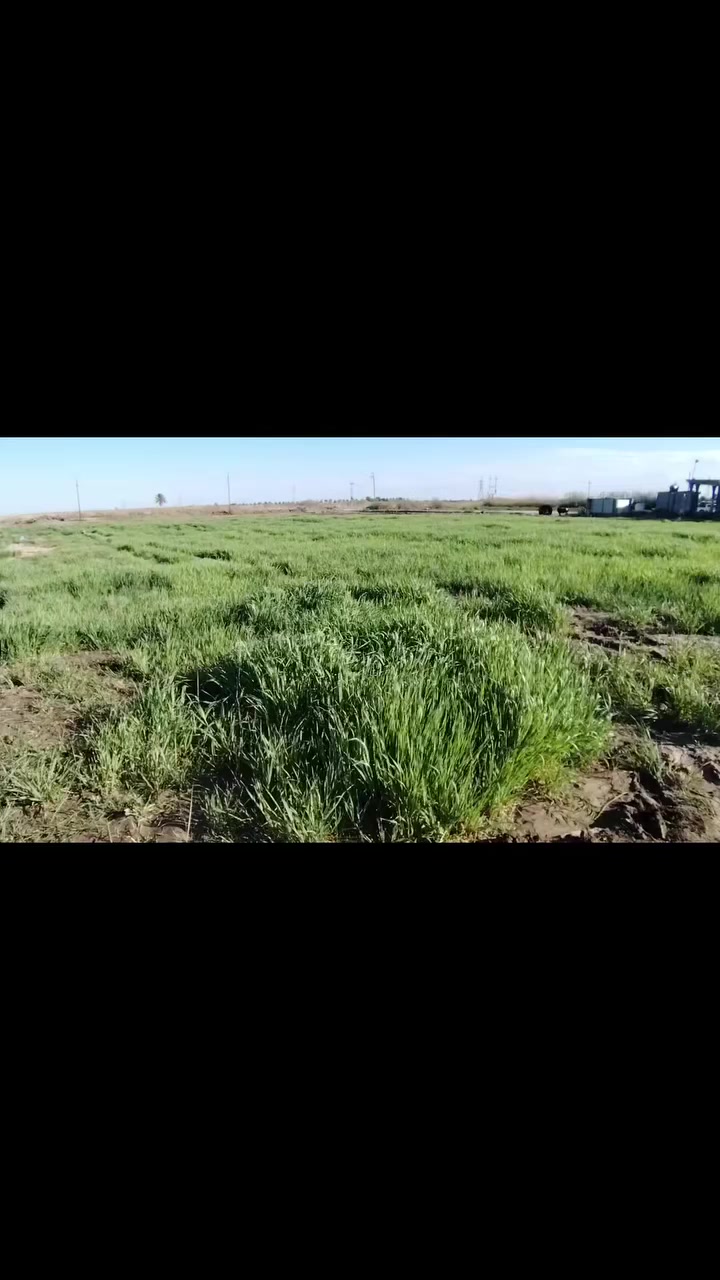 السلام عليكم ارض للبيع مساحته 4دونم طابوو زراعي سند 25في بابل محاويل قريه عميه عاصي صالحه للسكن او زراعه او مشروع مي وكهرباء وشارع بعد 500متر للاستفسار ***********
