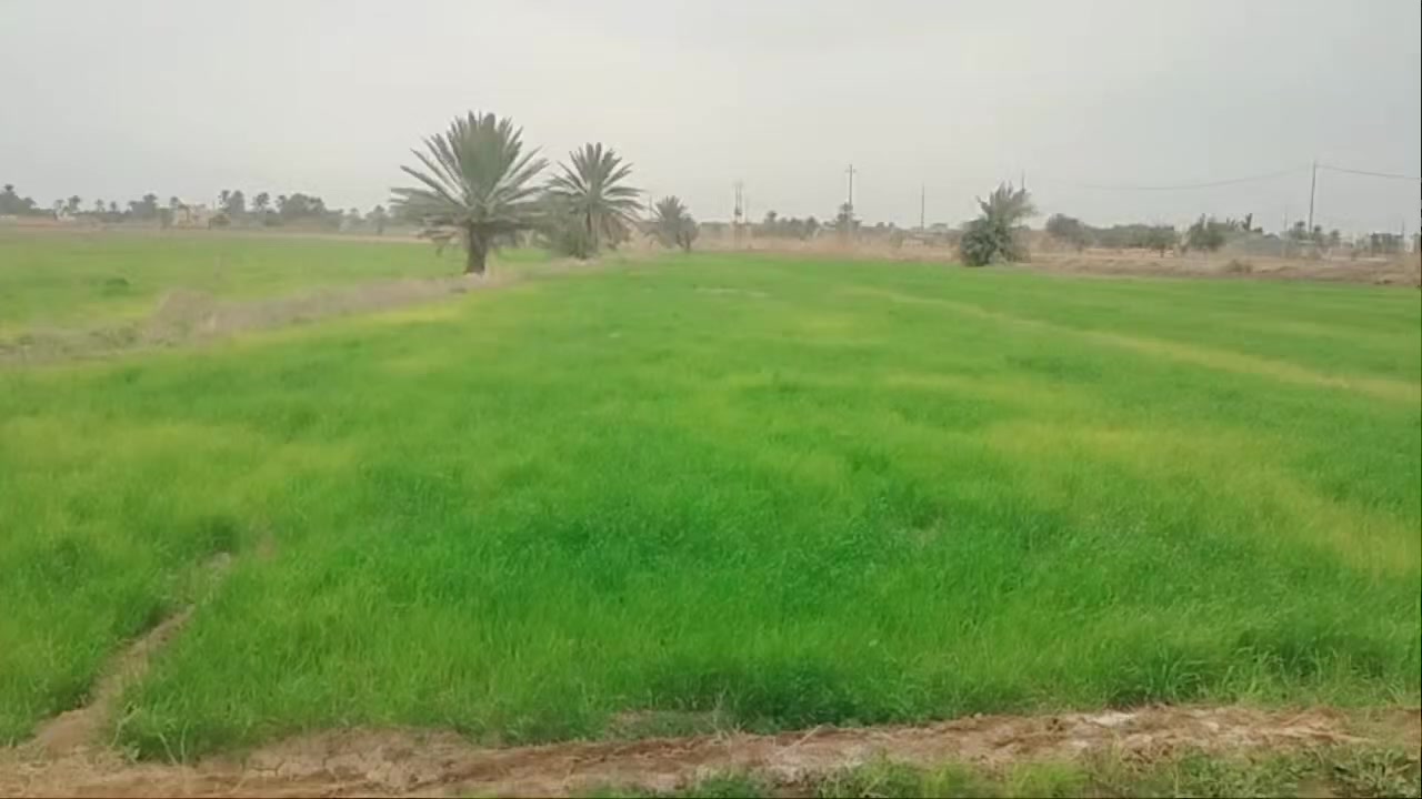 سلام عليكم  5 دوانم ونص البيع في نساف عقد 117 عقده بس باقي ال استلام كاع ترهم مزرعه بنصه مي وكهرباء وتبليط كاع مزروعه حنطه. طول 2047 متر  الي يحب يتواصل عله هاذه رقم *********** مكلف بل نشر
