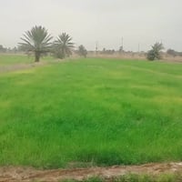 نساف • ٢٥٠٠٠م • مزرعه حنطه