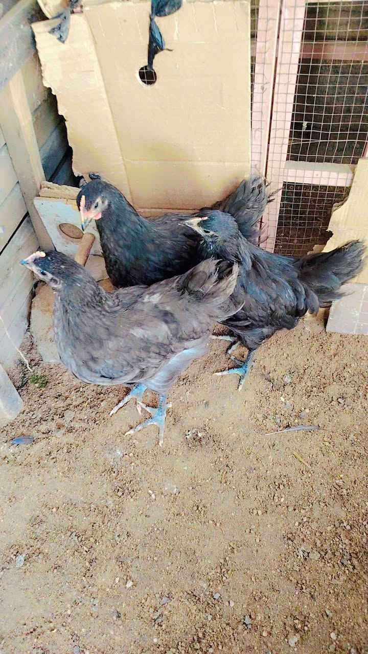 دجاجات زينة اللبيع سعر زوج ٣٥ وذا شلع بيهن مجال قليل شراي فقط خاص


**إذا كنت صاحب هذا الإعلان وتريد حذفه لأي سبب، رجاءا أرسل رسالة إلى الدعم الفني**