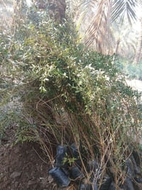 زيتون خستاوي ١٥٠٠الراشديه مقابل مستشفى حماد شهاب  ٠٧٧٠٥٣٨٠٧٧٢