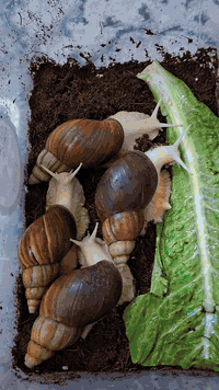 بغداد البلديات الضباط حلزونات ٨ وحدة عمر ١٠ اشهر 🐌🐚😍🥰 25 الف 077165787...