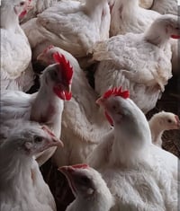 دجاج حي • الضلوعيه مركز الناحيه • ٣-٣.٥كغ