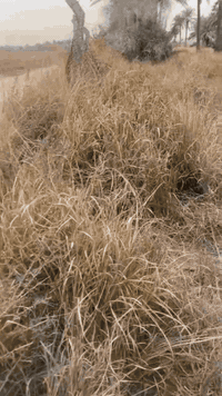 دونم • طابو زراعي • الجعاره المدائن