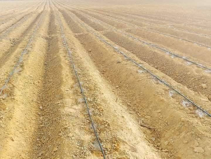 الأنواع المتوفرة:
✅ برحي 🌱 خستاوي 🌱 بريم 🌱 عمران 🌱 تبرزل 🌱 مكتوم 🌱 جمالي 🌱 اشرصي 🌱 بربن 🌱 حمراوي 🌱 شكر 🌱 شوثي أصفر.  ***********
