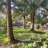 الحسينيه شارع الحافظ • ٣٠٠م • طابو ملك صرف