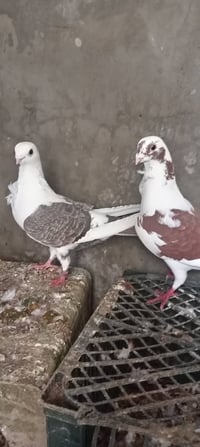 متاح للبيع ٤ازواج حمام 07518085680