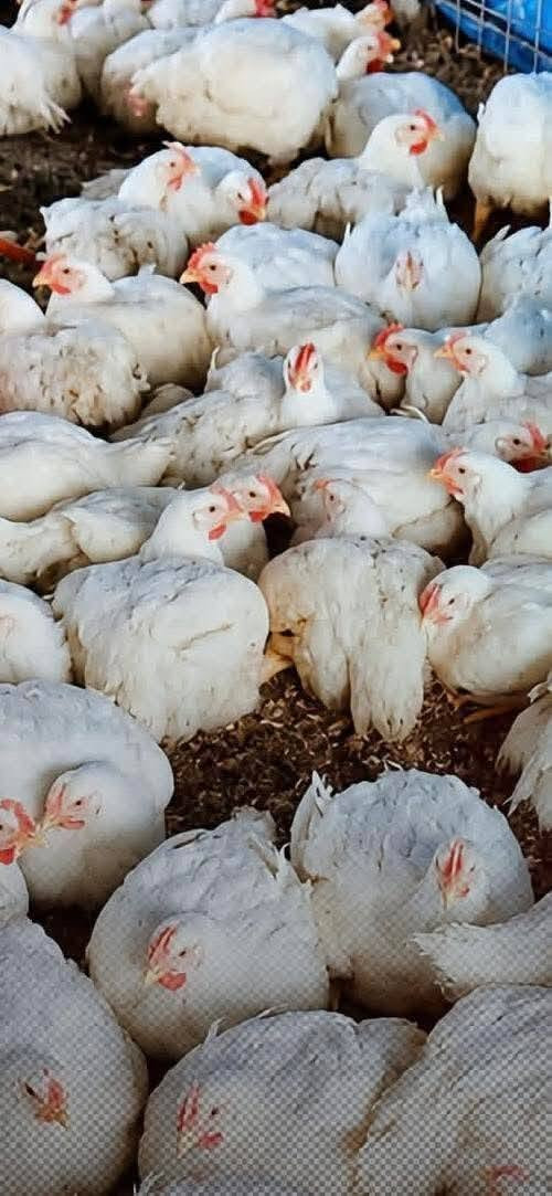 "بسم الله الرحمن الرحيم"
     تم بعون الله افتتاح مجزرة دجاج حي 🐔🐔 للبيع بأسعار مناسبه جداً سعر الكيلو 3,500
           ؟ العنوان مسقف ومشويات الحي العصري؟ بأدارة أ.            أ#حمد الزيدان #واحمد فائز 
    رقم ه ***********
***********يوجد لدينه خدمت توصيل@
