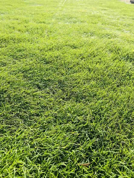 🌱✨ تخفيضات لفترة محدودة ✨🌱

وفرنا لكم ثيل طبيعي (هندي – إيطالي – فرنسي) بجودة عالية وسعر تنافسي، إنتاج خاص من مزارعنا ✅

📌 المميزات:

نوعية ممتازة ومثالية

مناسب للمنازل، الحدائق، الملاعب، الدوائر، وتجهيز المشاتل

أسعار مميزة وتختلف حسب الكميات الكبيرة

خدمة توصيل لجميع محافظات العراق

🚚 التوصيل مجاني

📞 للطلب والاستفسار:
*********** 
***********
