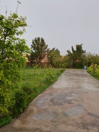 ٢٥ دونم • طابو زراعي • شاطيه