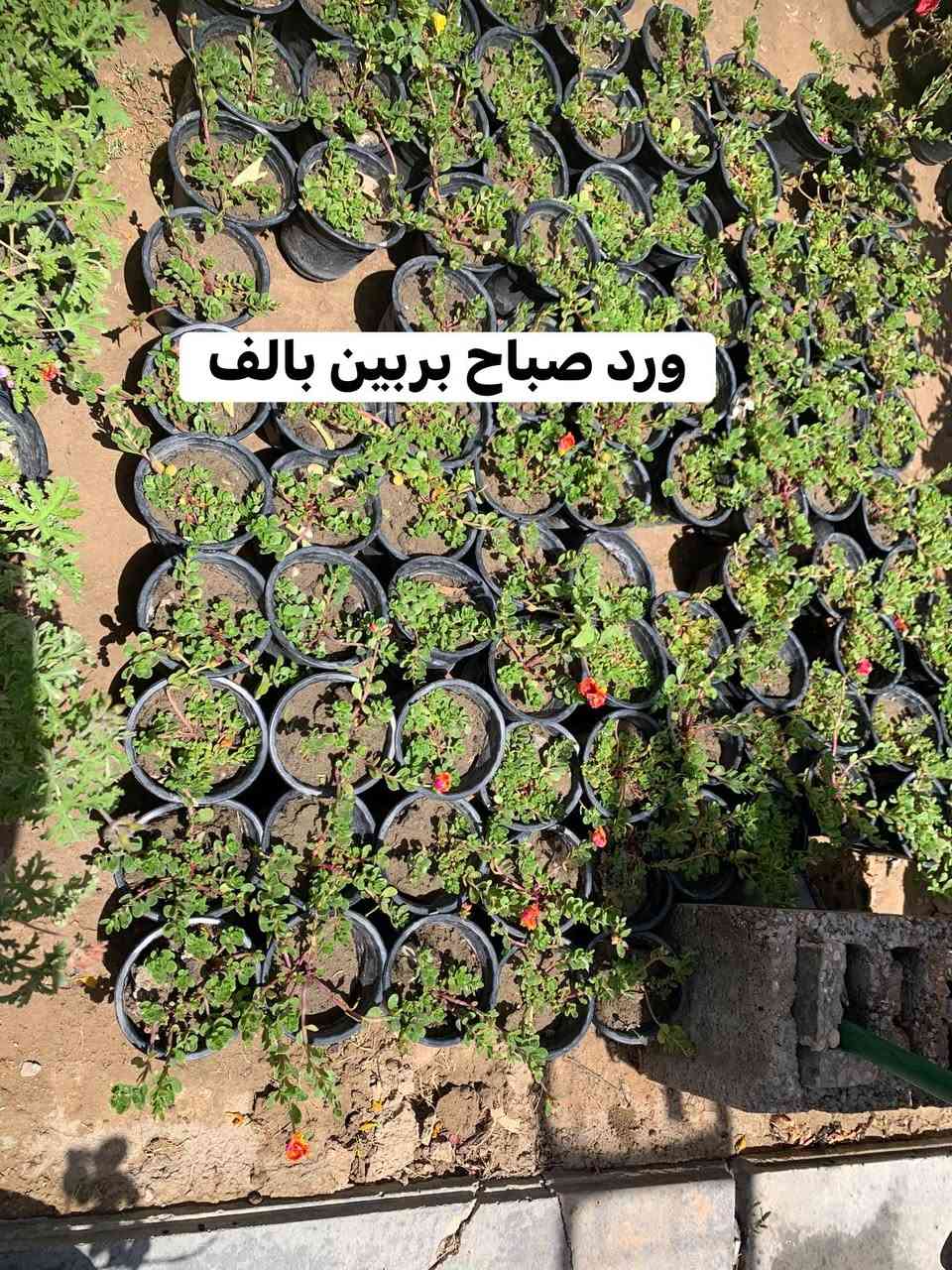 تفاصيل داخل صور


**إذا كنت صاحب هذا الإعلان وتريد حذفه لأي سبب، رجاءا أرسل رسالة إلى الدعم الفني**