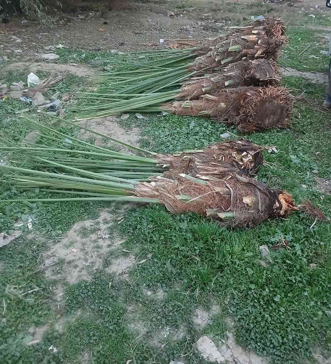 يوجد لدينا كافت انواع الفسيل لبيع
الاتصال ***********
