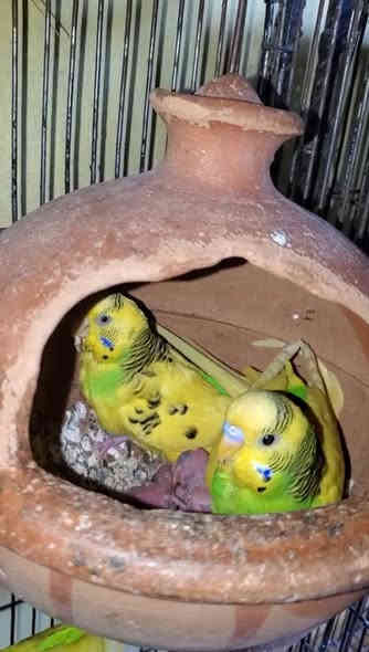 السلام عليكم خمس زواج طيور حب شلع ام مايات كلهن طيره فحل طيور خشنات صحافه فول بيهنن عيون حمر بيض طيور صحاوه فول خشنات ونظيفات مكان طويريج
***********
