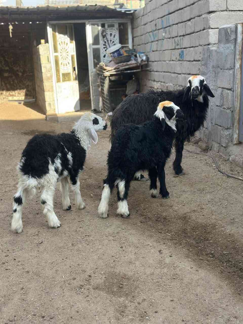 يا الله نعجه نجديه جواها توم نثايه وراكبه فوك بناتها نعجه كلش حلوه رقم 1 مال جناي مكفوله كافت شروط الجني سعر مليون وربع 1250 وبيها مجال بصيط مكاني البصره الزبير رقمي *********** يوجد توصيل 🚚 داخل البصره
