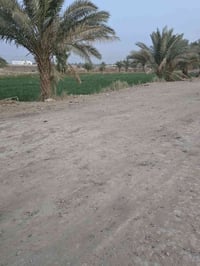 خلف جامعة بابل • دونمين • طابو زراعي