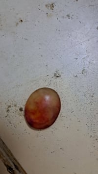 حجر يشم • أحمر • قديم