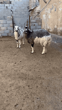 نعجات • مال الكوت • البصرة الزبير