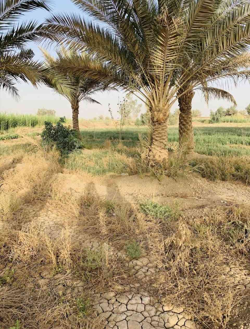 🌾 أرض زراعية للبيع 🌾
📍 العنوان: بغداد – الدورة – عرب جبور – الزنبرانية
🔹 المساحة: 8 دوانم
🔹 الواجهة: 55 متر
🔹 تحتوي على:
✅ ماء سقي متوفر
✅ 15 نخلة مثمرة
✅ بيت بمساحة 250 م²
📄 صنف الأرض: عقد زراعي (135)
✔️ يتحول مباشرةً باسم المشتري
✔️ العقد مجدد ولغاية عام 2027
💰 سعر الدونم: 35 مليون دينار عراقي
📞 للاستفسار والتواصل: ***********
