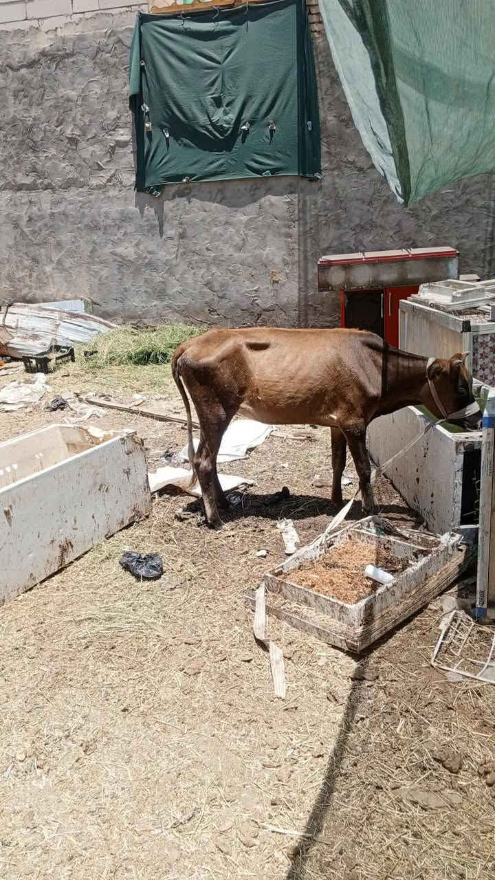 بجر للبيع *********** وأصحاب المواكب بيها تخفيض
