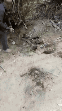 يتوفر لدينا فسائل حلاوي خشن  سعر الفسيلة 8 الف بيها مجال بسيط  للأستفس...