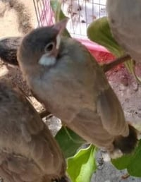 بلبل • طيور • للبيع