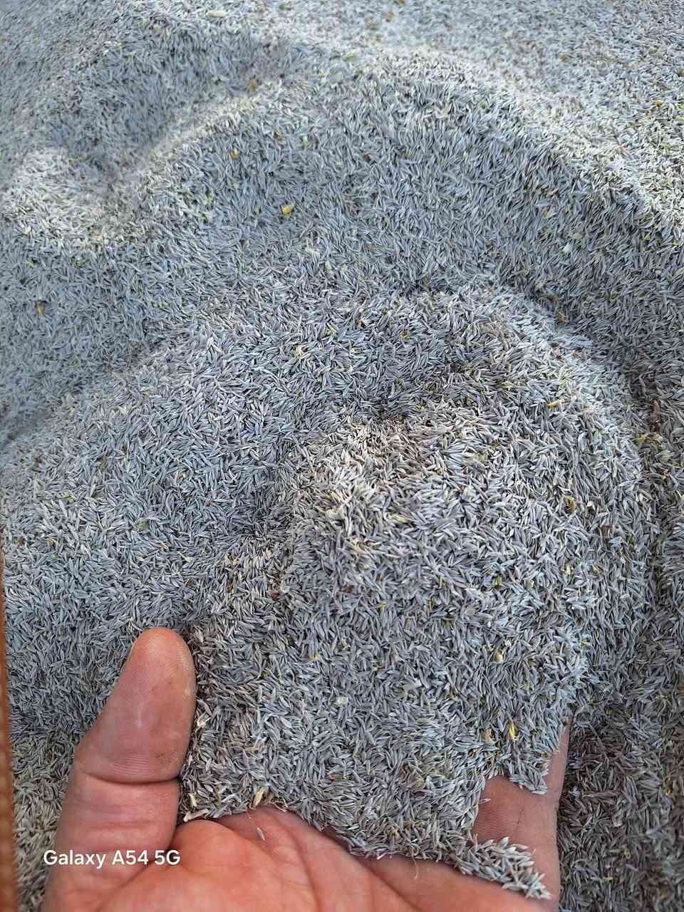 السلام عليكم
يوجد بذور خس للبيع (سويدي وامريكي) درجه اولى متعهد العنوان بابل جبله فرع الامام  للاستفسار  ***********/***********
