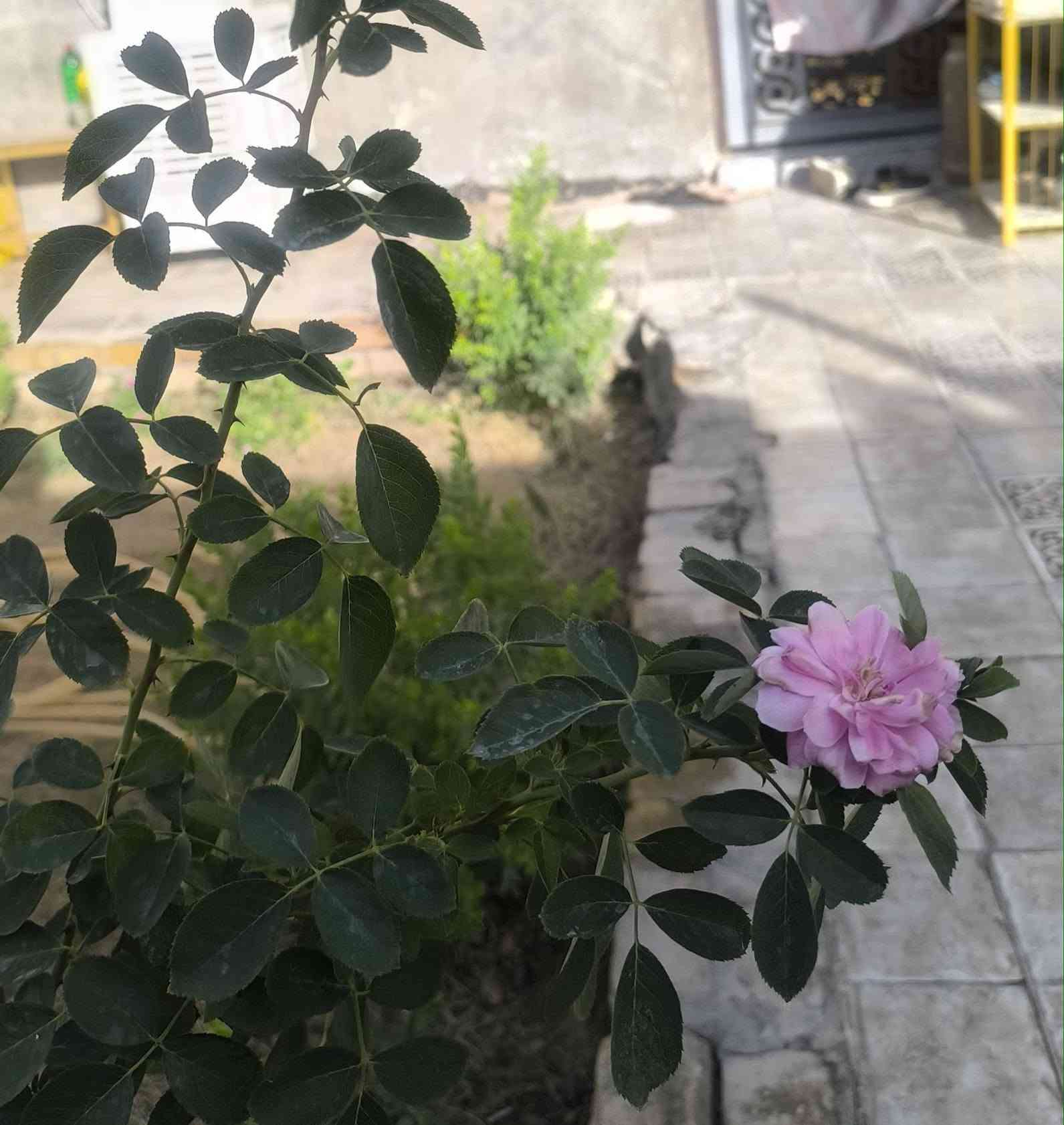 دار للبيع مركز الحله المساحه 200م طابو زراعي صرف سند 25
واجهه 10 النزال 20

الموقع شارع شريفه الرابط شارع 80 جهة كربلاء  وشارع 100

الموقع ع GPS

 https://maps.app.goo.gl/bTgYiA3YShooeeL58

يحتوي على
طابق واحد غرفتين نوم واحده بنظام السويت 
حديقه داخليه كبيره مع استقبال وهول وكلدور ومطبخ 
يوجد 3 مناور للغرف والمطبخ والكلدور
 البيت بناء حديث 
والمنطقه كاملة الخدمات ماء وكهرباء وجميع الخدمات الموقع جيد جدا مركز مدينة الحله الدار معروض بسعر 130 مليون من يرغب بالتواصل لمعرفة باقي التفاصيل  الاتصال بالرقم 

‏‪***********‬‏

متوفر واتساب ايضا
