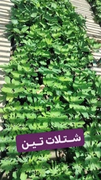 تين • ٦ انواع • توصيل