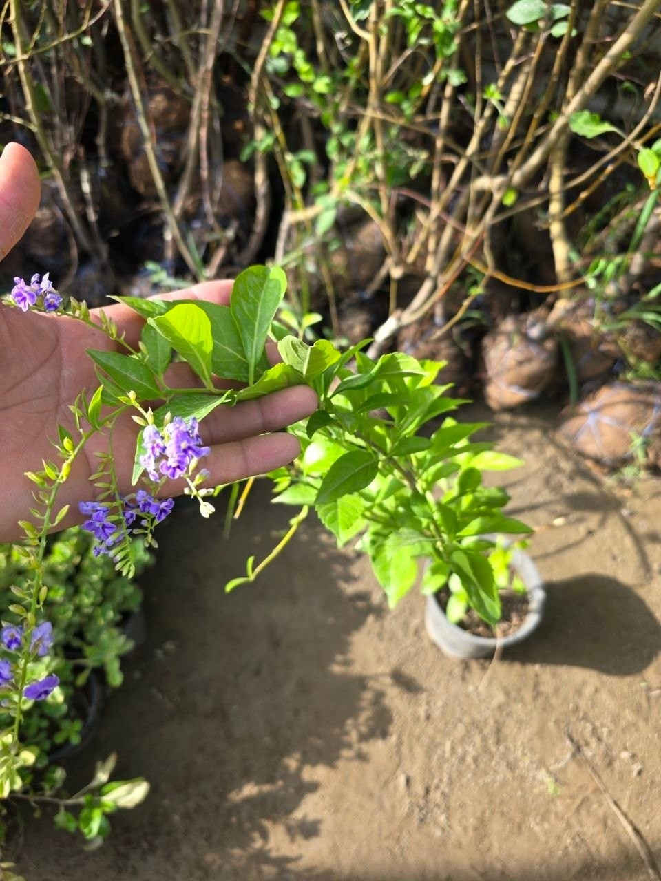 دورنتا بنفسجي 💜✨💯 
شجيرة زينة دائمية الخضرة 🌱 
من نباتات المناطق الاستوائية و شبه الاستوائية 💜💜💜💜 
تزهر خلال فصل الربيع ازهارها ذات لون بنفسجي تناسب الحدائق المنزلية
ممكن زراعتها في سنادين و تشكيلها عن طريق التقليم💜💜💜 
و ممكن تركها تنمو على ساق قائم لتصل ارتفاع مترين او ثلاث امتار💜 
نبات متحمل جزئياً لمناخ العراق 
اذا تعرض النبات الى موجات صقيع تتساقط اوراقه لكن يعود للنمو مع ارتفاع درجات الحرارة💜✨💜✨💜✨ 

قيااس النباات   1   ـم
االسعر /10 آلاف

من قلب العاصمة وإليها.. 
توصيلنا داخل بغداد فقط 🚗"
أتصل على الرقم التالي 
***********
