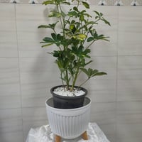 نبات اراليا • نبات ضلي • جاهز للبيت