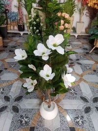 سعفة • جمال خرافي • زينة حديقة