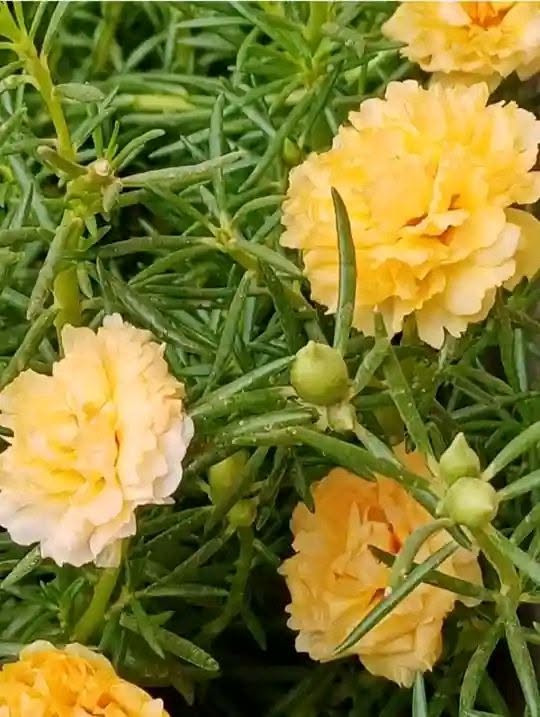 يتوفر ورد الصباح العراقي الدائمي الألوان 
(اصفر ازبري برتقالي ليموني ابيض مشطب) حجم السندانه (١٢) سعر السندانه الف ونص


**إذا كنت صاحب هذا الإعلان وتريد حذفه لأي سبب، رجاءا أرسل رسالة إلى الدعم الفني**