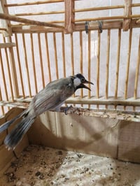بلبل • بلبل وحشي • بلبل مخلف • طيور • حيوانات اليفة • بيع بلبل • بلبل ...