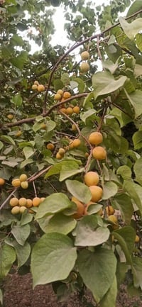 کەلار • ١ دونم • تاپو