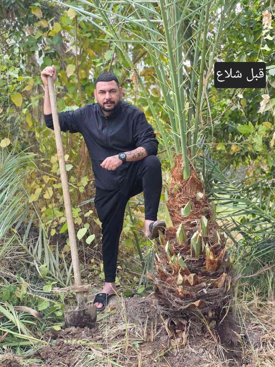 سلام عليكم ورحمة الله وبركاته
نعمل في قص النخيل ونبك ولقلنطوز /وحش الحدائق وتنظيف الحدائق🌴  🌳 عمل جيد وتكريب وكص التمر وتركيس وتلقيح النخل وشلع وزرع النخل وتظيف ونقل النخلة أو الشجرة بعد قصها إلى مكان بعيد عن المنزل... وكذلك تنظيف النخل وتقليم الكابرس.... الإتصال على هذا الرقم(*********** /***********) في خدمتكم أن شاء الله تعالى ومن الله التوفيق🤲🌴
