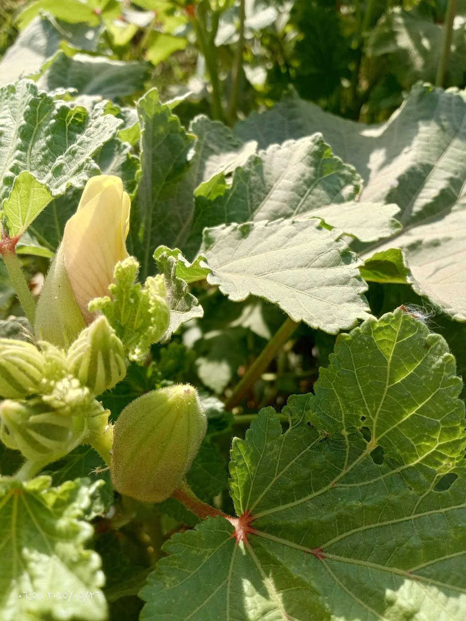 يوجد بذور بابنيه درجه وله لكل محافظات العراق ***********
