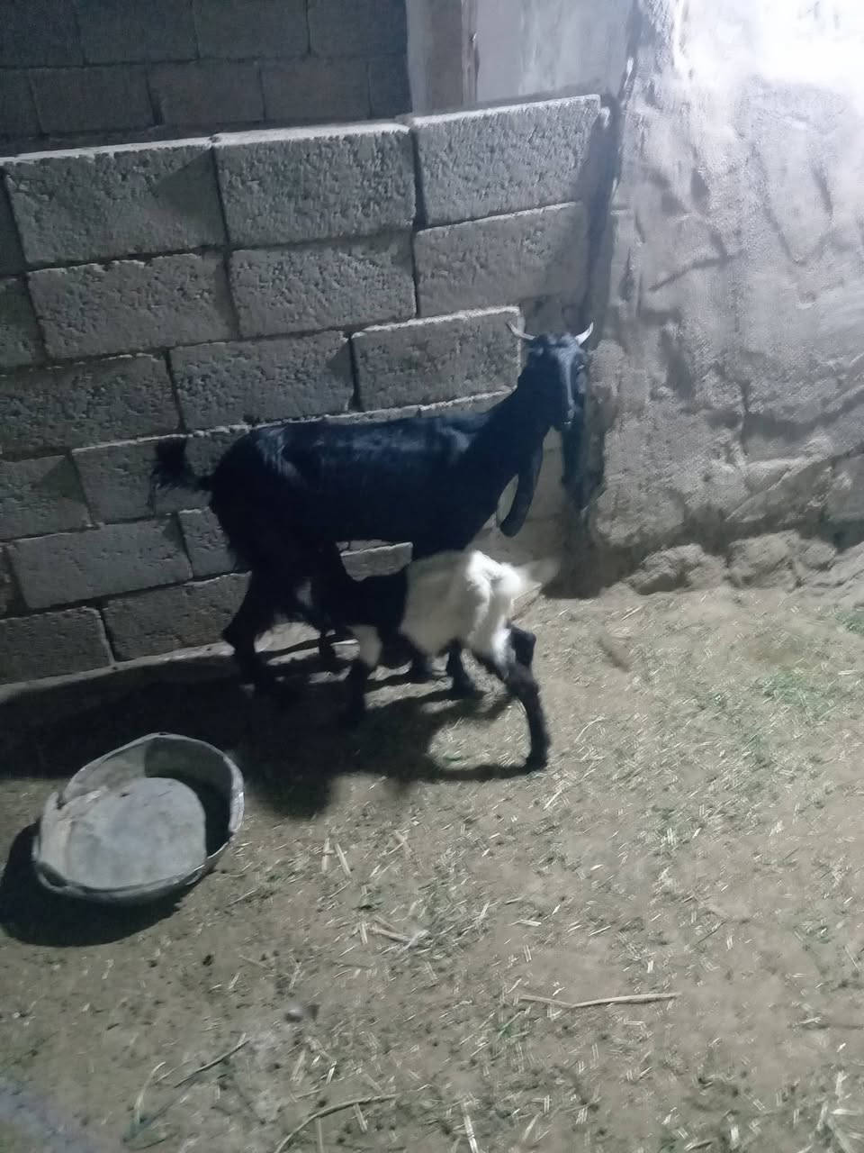 صخول فغاني السماوه الوركاء البيع ثنينهن


**إذا كنت صاحب هذا الإعلان وتريد حذفه لأي سبب، رجاءا أرسل رسالة إلى الدعم الفني**