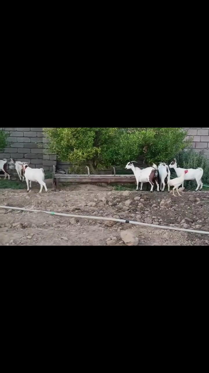 السلام عليكم
قطريات العدد الكلي,,, 7,,,,النثايات 6 وفحل1
الحلال كلو بي أعشار وبيهن امحططات 
مكاني الشرقاط قرية شكرآ للاستفسار
***********
***********
