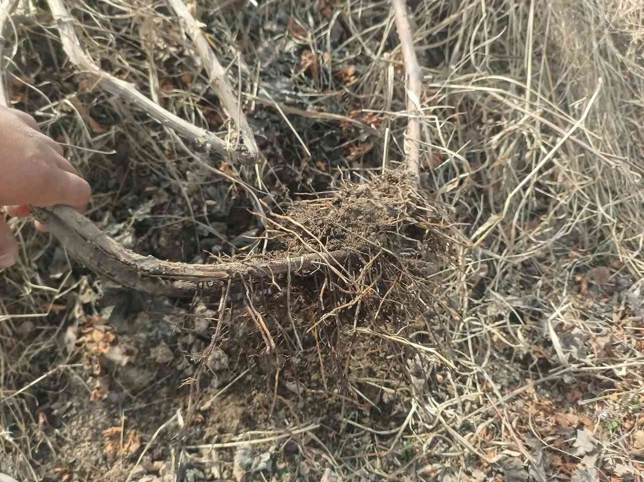 السلام عليكم يوجد دايه عنب تنويم درجه اوله جذر دايه خير من الله عنب حلواني رقم واحد طول روطه متر ونص ومترين يعني صاعده ع قمريه كميه خير من الله ***********
