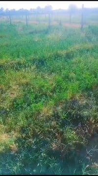 خلف ملعب الحولي • نص دونم • واجهة ١٩ ونص