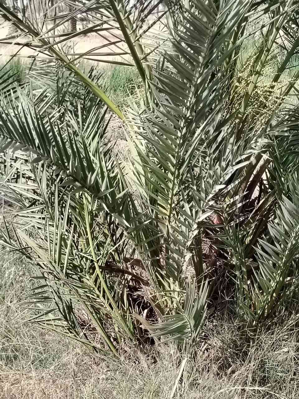 متوفر فسائل نيرسي حر حجم الثمر كبير
امهاتهن حمالات كلهن تجي للبيت تشلع بيدك
العنوان بابل الكفل سعر الفسيله 10 مفرد واذا جمله كلهن بيهن مجال
***********
