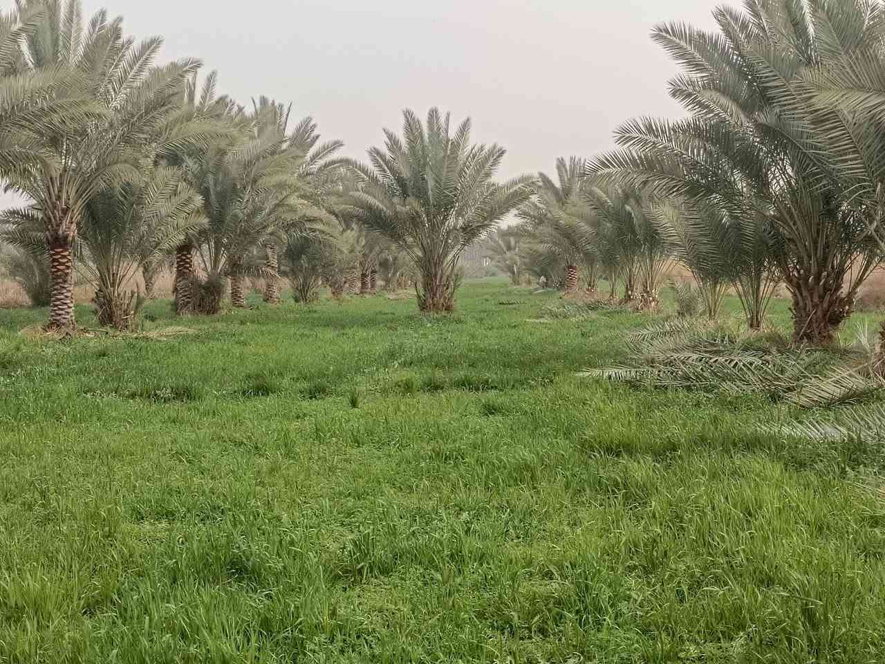 السلام عليكم
#اربعه دونم 
#طابو زراعي سند 25 تحويل مباشر 
#وجه الارض 40 متر 
#تبعد عن شارع العام طريق كربلاء نجف كلوين 
#تصلح الارض سكن او منتجع او زراعه الارض مخدومه
#موقع كربلاء منطقه الجذار 
***********
***********
