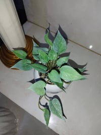 نباتات صناعية • شبيه الطبيعة ٨٠٪ • خانقين