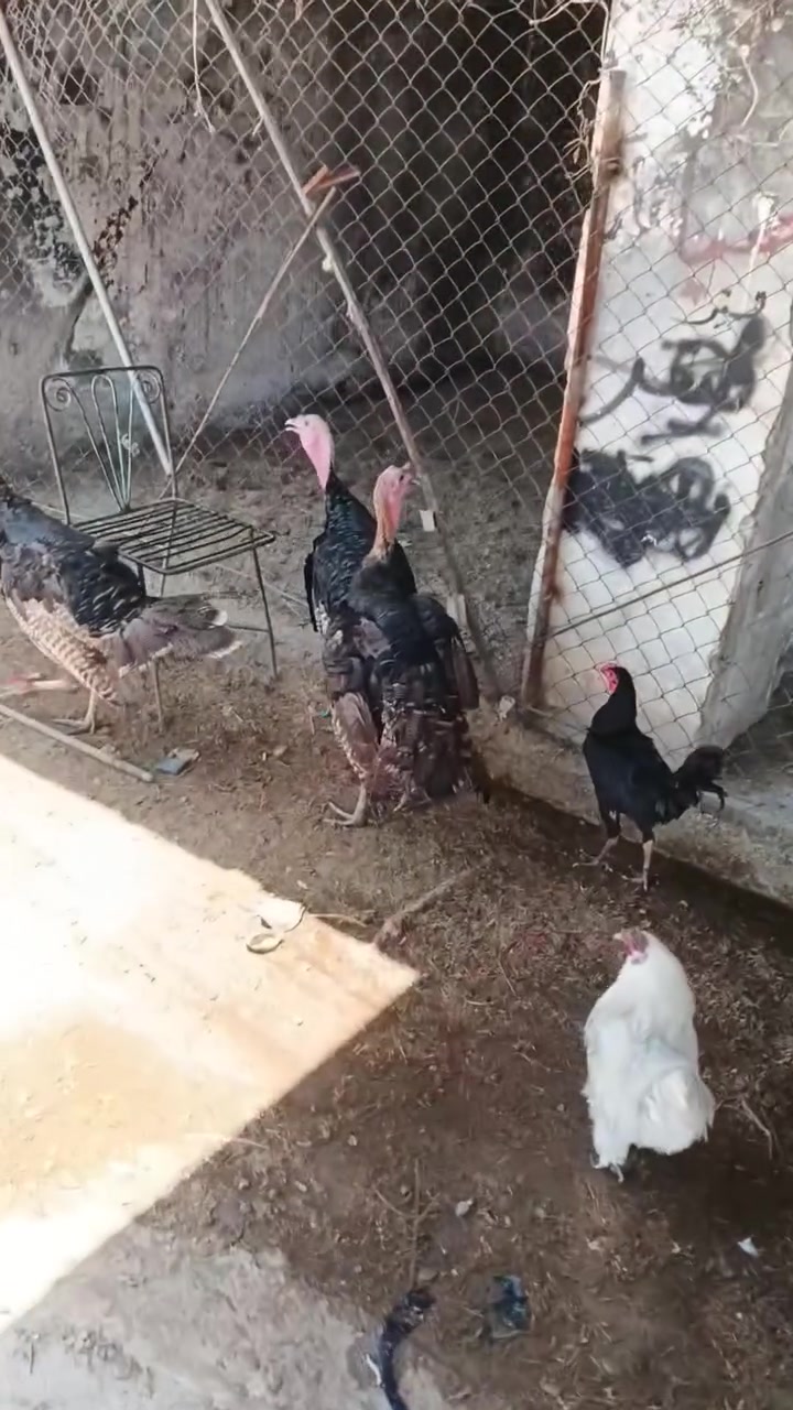 ديوجه بصره العدد 3 الوزن 6500 العنوان السلاميه التصال ***********
