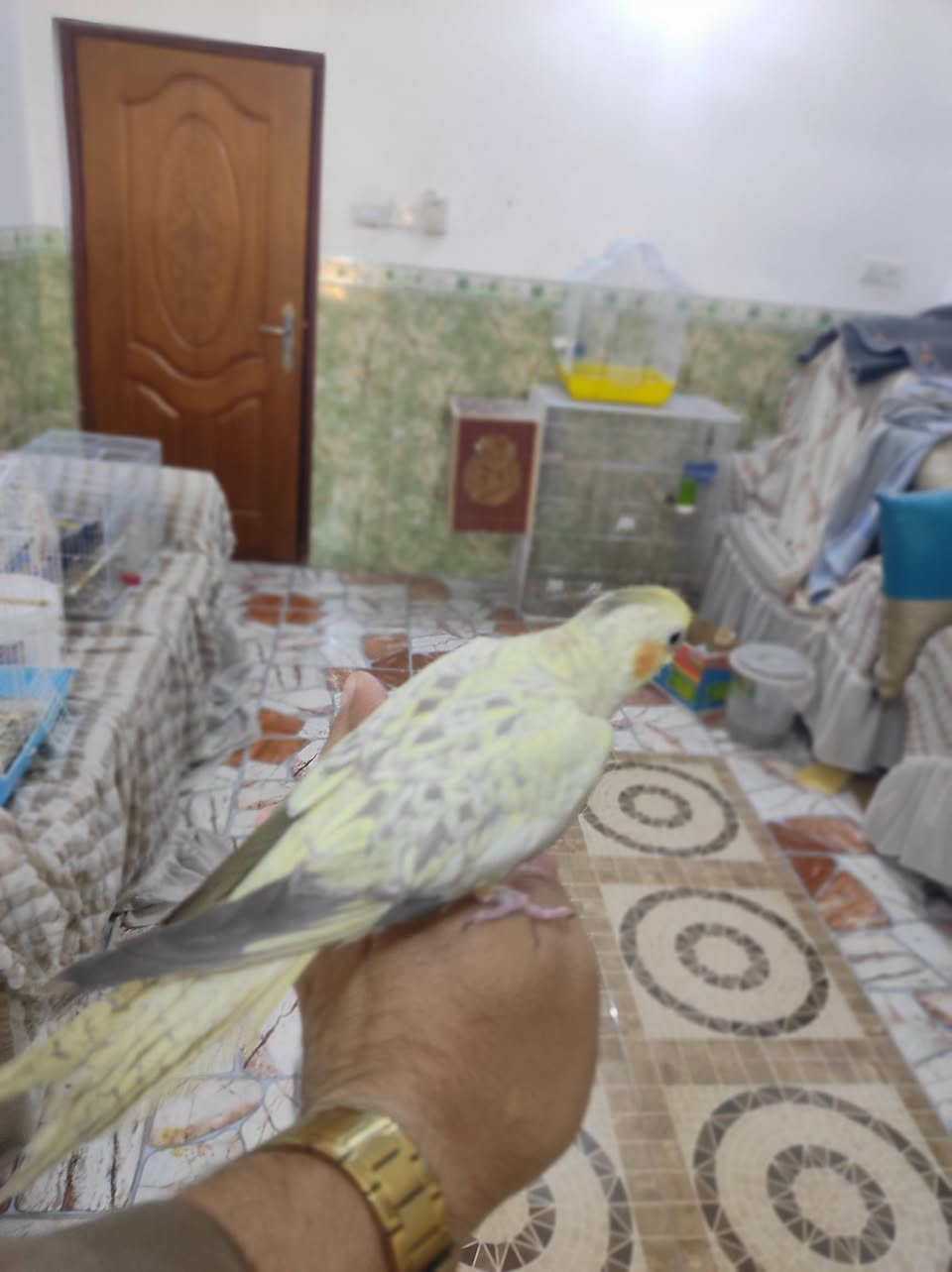 كوكتيل عسلي عمره 3شهر طير اليف فول البيع


**إذا كنت صاحب هذا الإعلان وتريد حذفه لأي سبب، رجاءا أرسل رسالة إلى الدعم الفني**