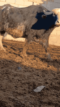 بسم الله الرحمن الرحيم جاموسه فراتي خط اول  ماخض عليها 7 شهور شرط فحص بيطار كل شروط الجني زكطه وعيب وصحة حد الولاد فقيره كلش العنوان ميسان *********** ***********
